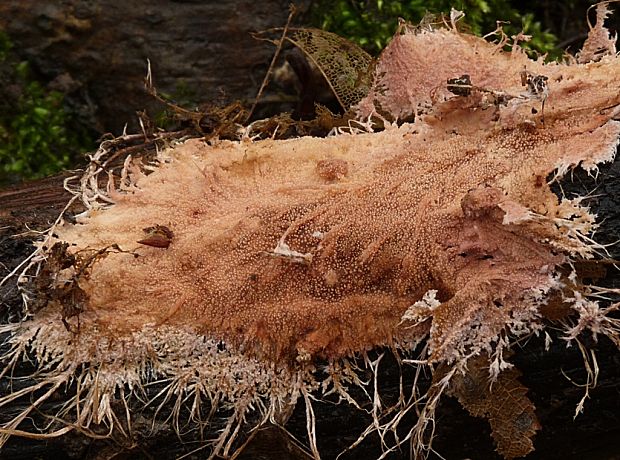 srsťovec strapkatý Steccherinum sp.