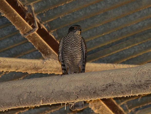 jastrab krahulec  Accipiter nisus