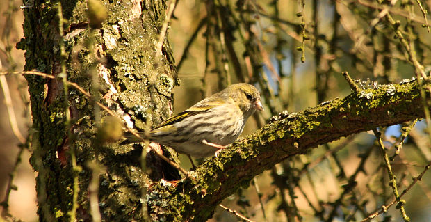 stehlík čížavý Carduelis spinus