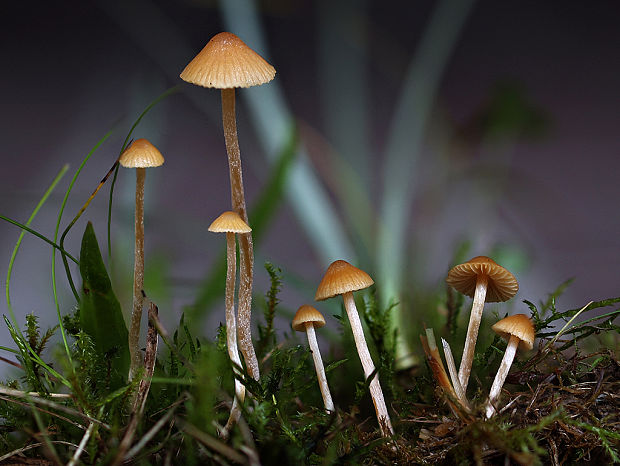 kapucňovec Conocybe sp.