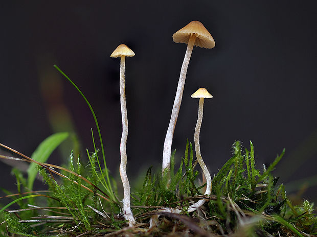 kapucňovec Conocybe sp.