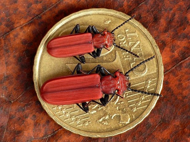 plocháč červený Cucujus cinnaberinus Scopoli, 1763
