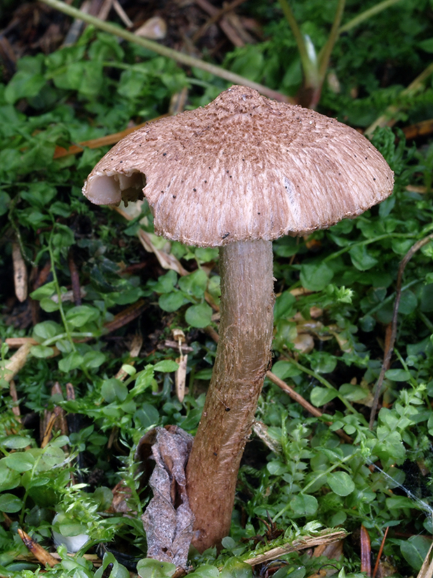 vláknica Inocybe sp.