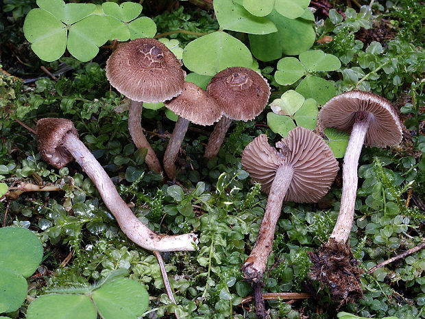 vláknica Inocybe sp.