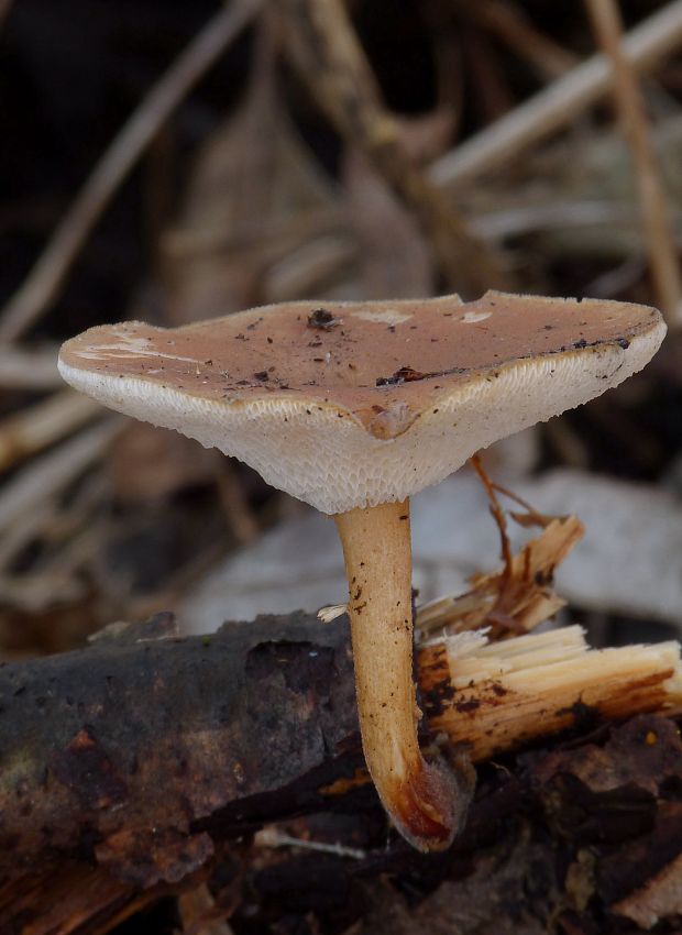 trúdnik zimný Lentinus brumalis (Pers.) Zmitr.