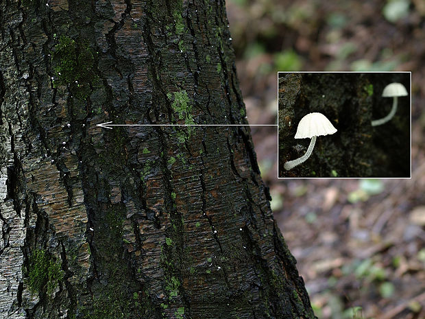 prilbička Mycena cf. corynephora