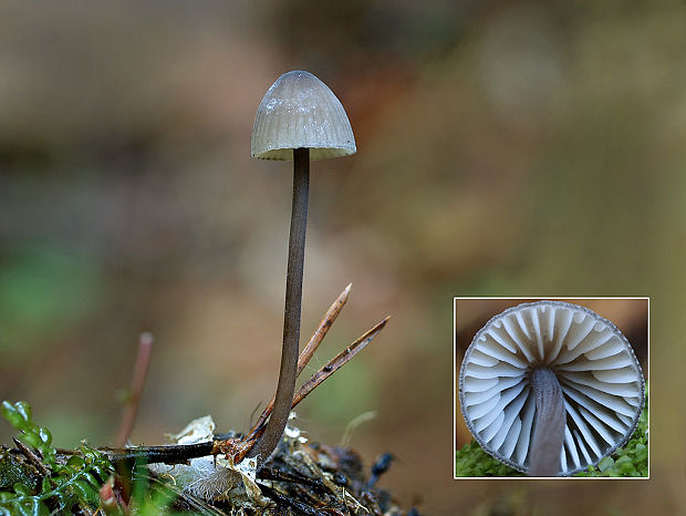 prilbička Mycena sp.