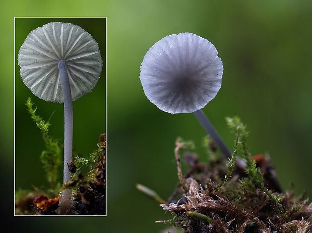 prilbička Mycena sp.