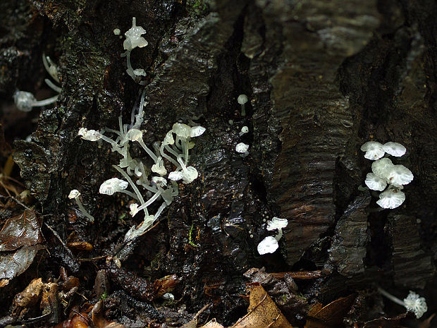 prilbička Mycena sp.