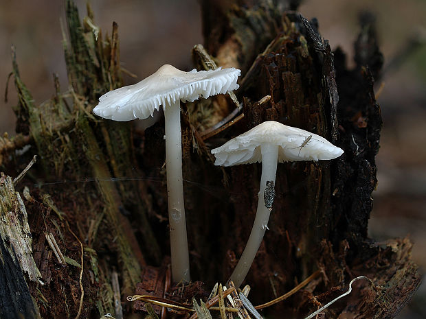 prilbička Mycena sp.