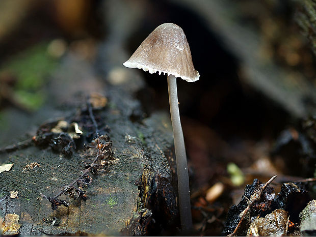 prilbička Mycena sp.