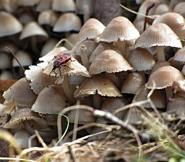 prilbička hnedosivá-helmovka pařezová Mycena tintinnabulum (Paulet) Quél.