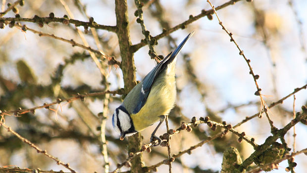 sýkorka belasá Parus caeruelus