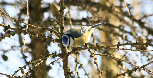 sýkorka belasá Parus caeruleus