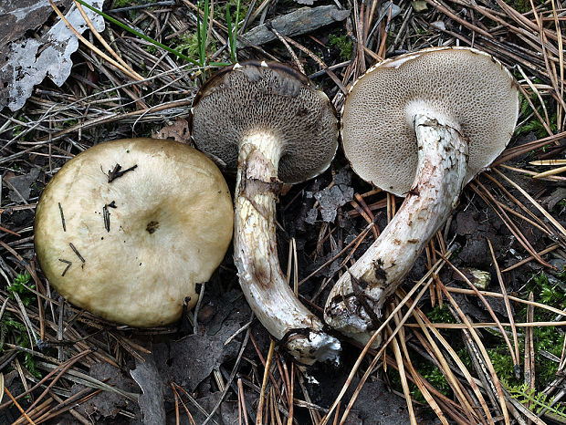 masliak lepkavý Suillus viscidus (L.) Roussel