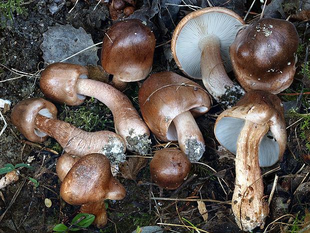 čírovka Tricholoma sp.