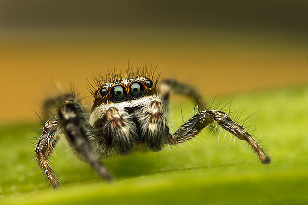 skákavka dubová Afraflacilla epiblemoides