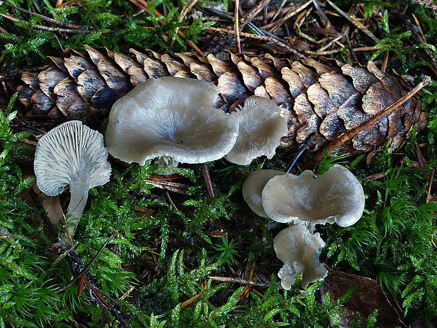 strmuľka aromatická Clitocybe ditopa