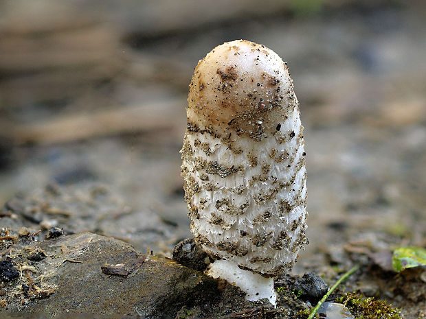 hnojník obyčajný Coprinus comatus (O.F. Müll.) Pers.