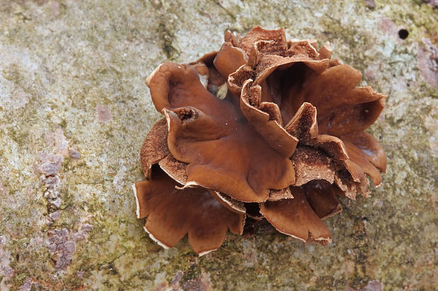 dutinovka otrubnatá Encoelia furfuracea (Roth) P. Karst.