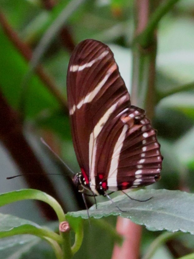 . Heliconius charitonius