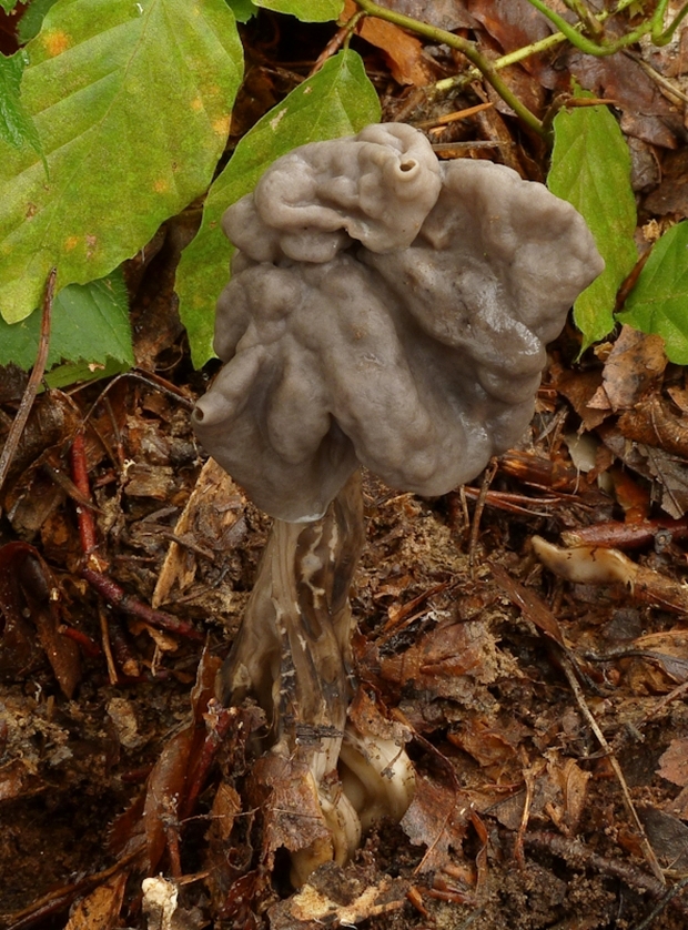 chriapač jamkatý Helvella lacunosa Afzel.