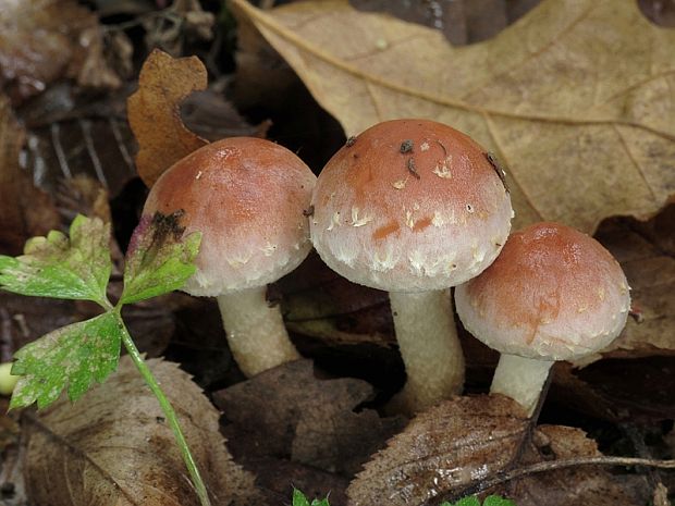 strapcovka tehlovočervená Hypholoma lateritium (Schaeff.) P. Kumm.