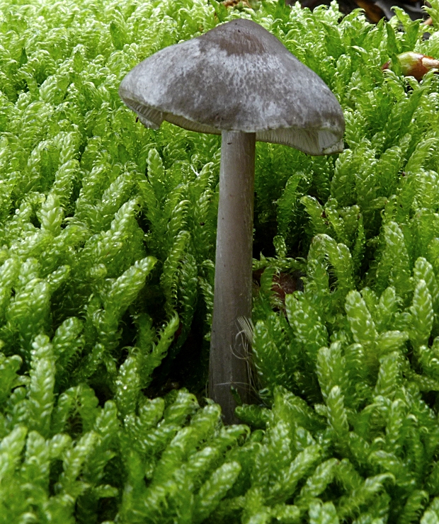 vláknica Inocybe sp. ?