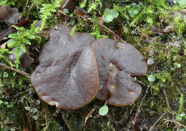 hrubatka fialovočierna Pachyella violaceonigra (Rehm) Pfister