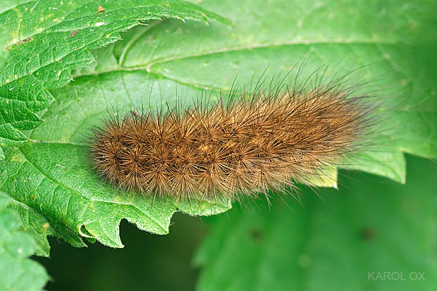 spriadač štiavcový Phragmatobia fuliginosa