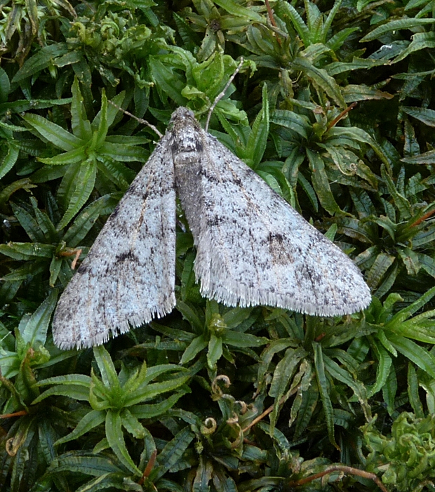 piadivka osiková Agriopis leucophaearia (Pers.) Gillet