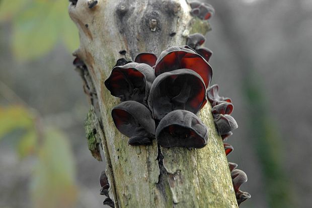 uchovec bazový Auricularia auricula-judae (Bull.) Quél.