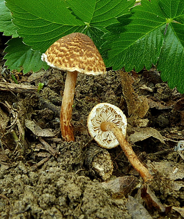 bedlička Lepiota sp.