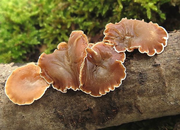 škľabka plstnatá Schizophyllum amplum (Lév.) Nakasone