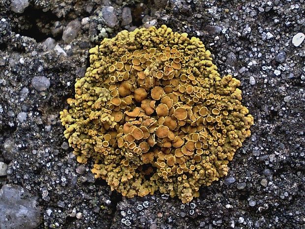 diskovník oranžový Xanthoria elegans (Link) Th. Fr.