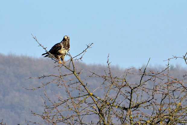 myšiak severský Buteo lagopus