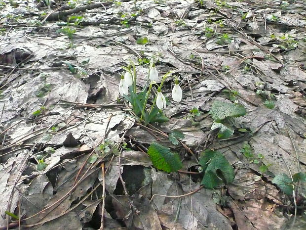 snežienka jarná Galanthus nivalis L.