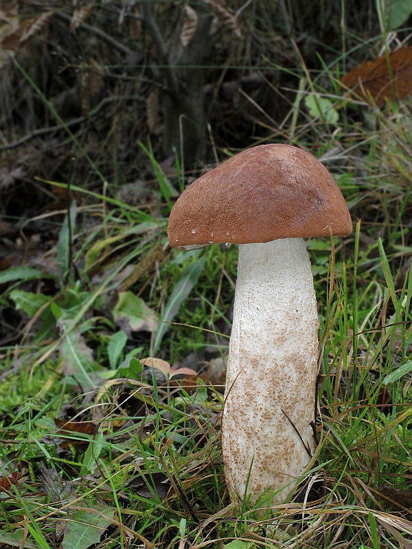 kozák dubový Leccinum aurantiacum (Bull.) Gray