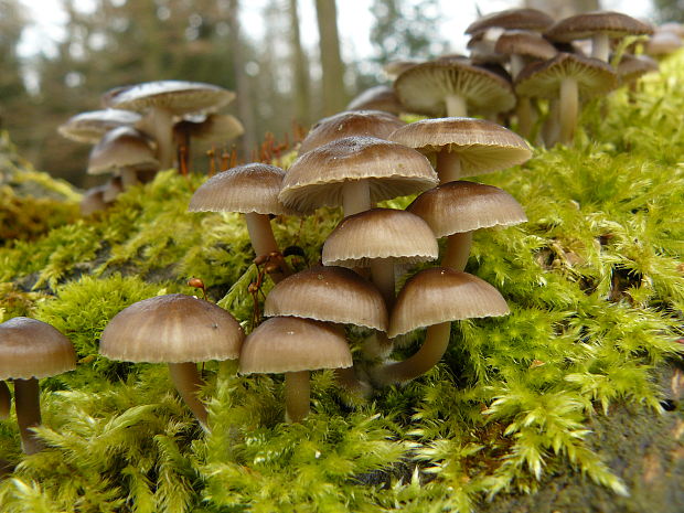 prilbička hnedosivá Mycena tintinnabulum (Paulet) Quél.