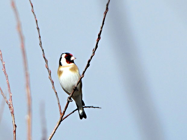 stehlík pestrý Carduelis carduelis