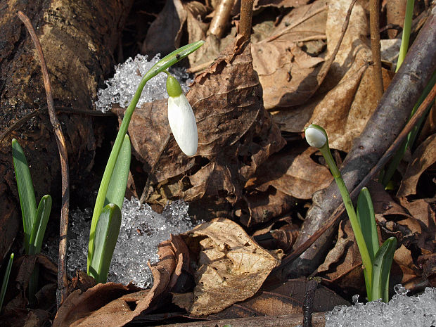 snežienka jarná Galanthus nivalis L.