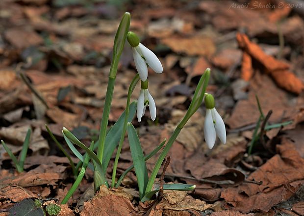 snežienka jarná Galanthus nivalis L.