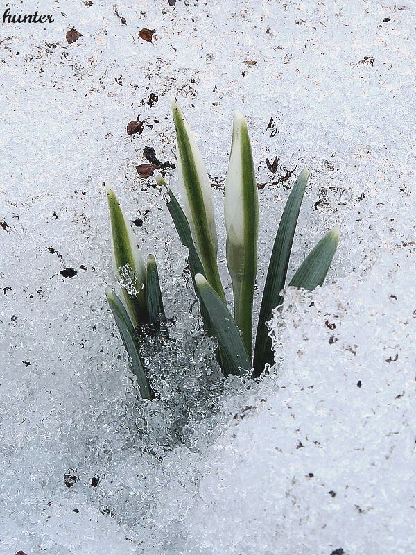 snežienka jarná Galanthus nivalis L.