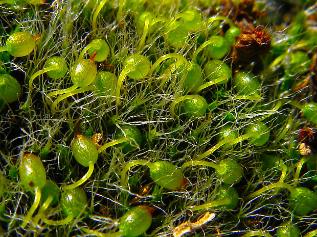 drobivka vankúšikovitá Grimmia pulvinata (Hedw.) Sm.