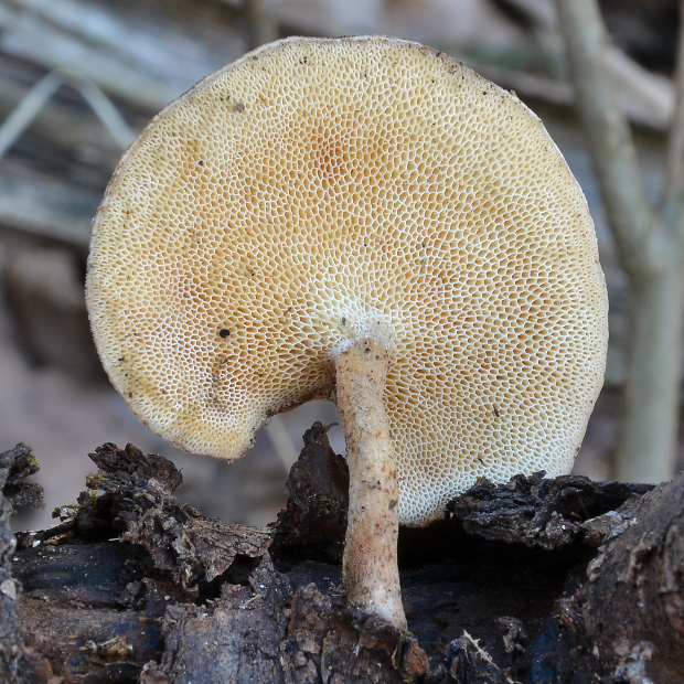 trúdnik zimný Lentinus brumalis (Pers.) Zmitr.