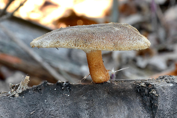 trúdnik zimný Lentinus brumalis (Pers.) Zmitr.