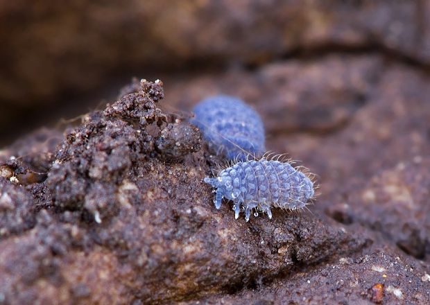 . Morulina cf. callowayia