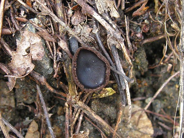 misôčka černastá Pseudoplectania nigrella (Pers.) Fuckel