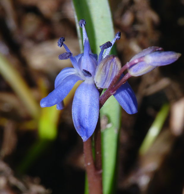 scila dvojlistá  Scilla bifolia agg. L.