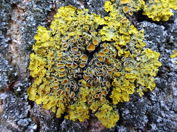 diskovník múrový Xanthoria parietina var. parietina